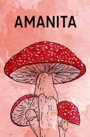 Amanita – 50